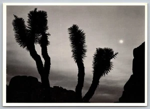 Postkarte Kalifornien Ansel Adams Joshua Bäume und Mond 21 Jahre - Bild 1 von 2