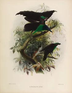 Piatto n.11 Lophorina Atra Birds of Paradise di Daniel Elliot Giclée Repro - Foto 1 di 2
