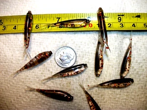 100-1 1/2"-Crappie panfish-bass-fat head-grubs-scent-jig-split tail minnow-fluke - Picture 1 of 5