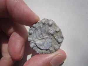 BIRMANIA, HATHAWADDY, BIRD MONEY a. 1500-1600 - Foto 1 di 2