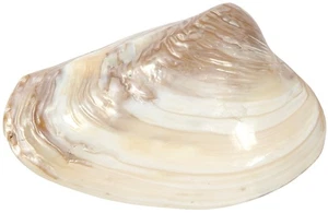 Rosa Muschel Muschel Handwerk Muscheln Maritim Strand Dekor Natur Ornament 8" und höher - Bild 1 von 1