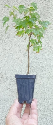 Trident Maple Acer buergerianum Pre Bonsai Mame Deciduous Easy Training Trunk - Image 1 of 4