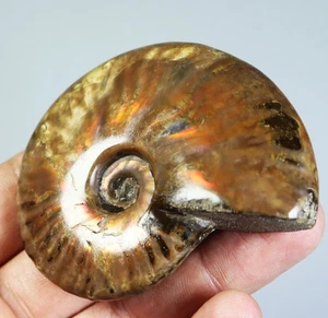 Muestra mineral de piedra de cristal de cuarzo fósil concha de amonita arco iris natural - Imagen 1 de 11