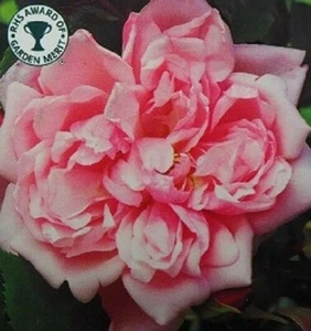 ALBERTINE Bare Root Rose Plant Quality Climbing Pink Rose *FREE PLANT FOOD* - Picture 1 of 2