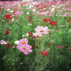 500 g SAMEN Schmuckkörbchen MIX - Cosmos bipinnatus Sensation - COSMEA Großpack - Bild 1 von 5