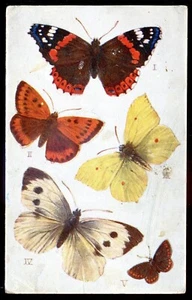 TIERE Postkarte 1910er Jahre Schmetterlinge & Motten von Tuck - Bild 1 von 2