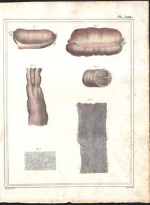 1825 Lithographie aquarellée Tunique musculaire Organes Anatomie Chirurgie