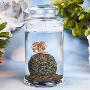 Alien Jar Xenomorph Specimen Facehugger Embryo & Egg Glass Jar faux wet specimen - Picture 1 of 9