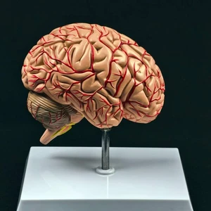 Human Right Brain Blood Vessel Medical Display Anatomical Model Deluxe Specimen - Picture 1 of 3