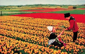 Holland in Bloom Tulipani Ragazzo e Ragazza PC Vintage - Foto 1 di 2