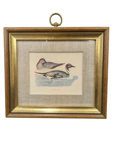 Vintage Pintail Duck on Water Canvas Matte Wood Gold Framed Art  9" x 8" - Picture 1 of 6