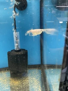 LIVE TROPICAL Fish-Albino Arowana 4-5 Inch Juvenile - Picture 1 of 7
