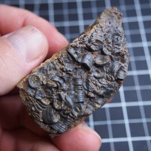 91g Mahoumacrinus sp. Fósil Devónico Crinoide Elegantes Escifocrinitas 656 - Imagen 1 de 15