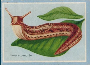 Chrombild-Aschefeile-(Stylommatophor)-Db.33 - Bild 1 von 1