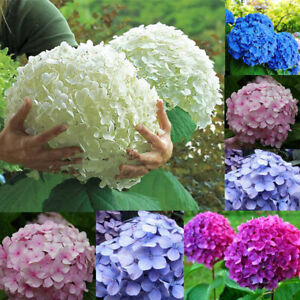 30Pc Schöne Garten Eingetopft Blau Hortensie Blüte Samen Blumen Pflanze Sel Q