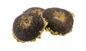 Getzoo Sonnenblumenkopf getrocknet - im ganzen (3 Stück) - Bild 1 von 2