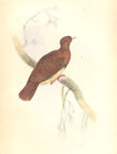 BIRDS: Peristera Cuprea. Original hand colouring. Prideaux John Selby;1835