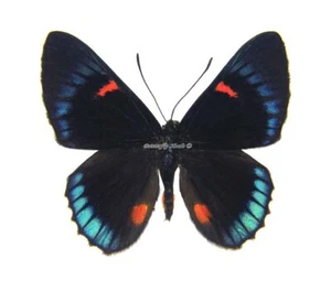 Unmounted Butterfly/Riodinidae - Necyria bellona ssp., male, A- - Picture 1 of 2