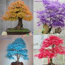 20pcs Japanese Maple Tree Bonsai Seeds Acer Palmatum Atropurpureum Plant