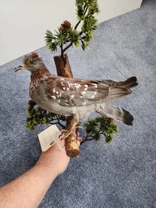 BEB6 Paloma moteada criada cautiva (Columbia Guinea) pájaro montaje en pared taxidermia - Imagen 1 de 5