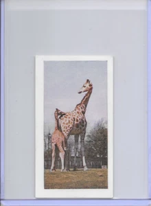 1958 Giraffe Horniman's Tea Wild Animals Card #42 Series of 48 - Picture 1 of 2