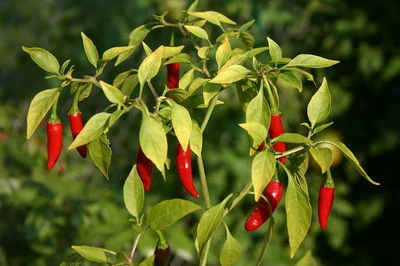 25 graines de Piment Oiseau Méthode BIO seeds plantes légumes jardin potager - Image 1 of 2