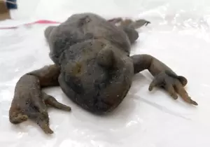Magnolia 1999 psychological drama film Tom Cruise, Julianne Moore Frog Prop #1 - Picture 1 of 12