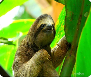 Costa Rica 3 Toe Sloth In The Jungle Mouse Pad - Picture 1 of 1