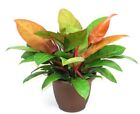 02 LIVE PHILODENDRON ROSE PRINCE D'ORANGE -Philodendron erubescens