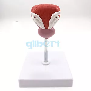 Anatomical Human Urinary Bladder Prostate Model Medical Urology Anatomy - Picture 1 of 4