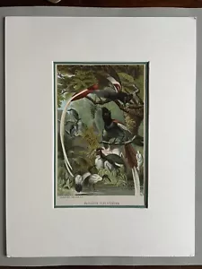 Litografia senza cornice "Paradise Flycatchers" di legno, C 1880 - Foto 1 di 5