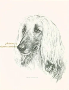 # 59 AFGHAN HOUND dog art print * Pen and ink drawing * Jan Jellins - Picture 1 of 1