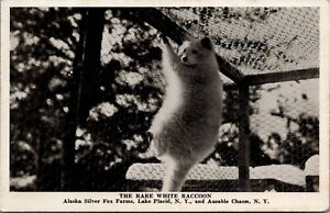 Carte postale The Rare White Racoon ; vison sterling & Alaska argent Renards Farms 1946 Dd
