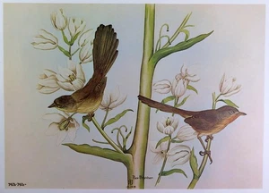 Rex Brasher Bird Print, Wrentit on Mohave Yucca, 16x12 in. - Picture 1 of 3