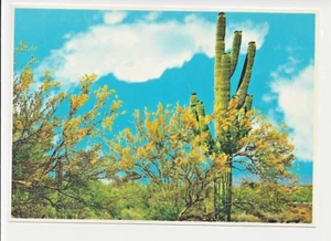 Palo Verde Bäume Arizona Saguaro Wüstenlandschaft Kaktus unverpostet ärmelig GUC - Bild 1 von 2