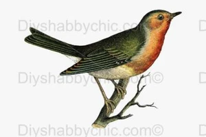 Waterslide Furniture Decal Vintage Image Transfer Red Bird Upcycle Shabby Chic - Picture 1 of 9