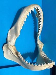 SHARK JAWS FROM A SANDBAR SHARK (Carcharhinus plumbeus species) ( 180W X 220H) - Picture 1 of 5