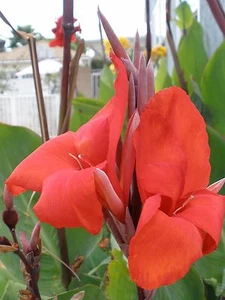 2 TWO Large Red King Humbert Canna Lily Rhizome Bulb Tropical Flower Eyes - Picture 1 of 3