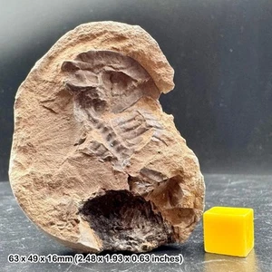 Very rare: king crab fossil - euproops rotundatus, carboniferous, wigan, - Picture 1 of 1