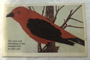Scarlet Tanager Bird. Postcard (F2) - Picture 1 of 2