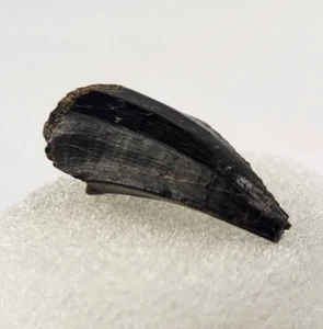Mosasaurus beaugei 0.91" Tooth Fossil - Rare - El Koubbat Fm. - Bekrit - Morocco - Picture 1 of 13
