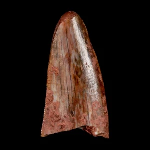 0.6" Postosuchus Rauisuchid Archosaur Fossil Tooth Redonda Formation NM COA - Picture 1 of 10