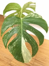 Monstera deliciosa variegata - panaschiertes Fensterblatt Bewurzelter Ableger 🌱