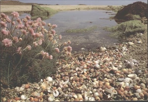 THRIFT & SEASHELLS, Scilly Isles - Vintage POSTCARD - Picture 1 of 2