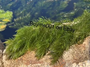 Aquariumpflanzen Hornkraut Pflanzen Teichpflanzen gesunder Bündel - Bild 1 von 7