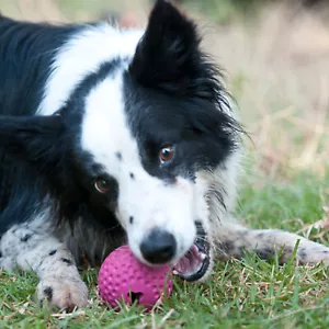 Rogz Gumz Ball Toughd Durable Chew Toy - Picture 1 of 21