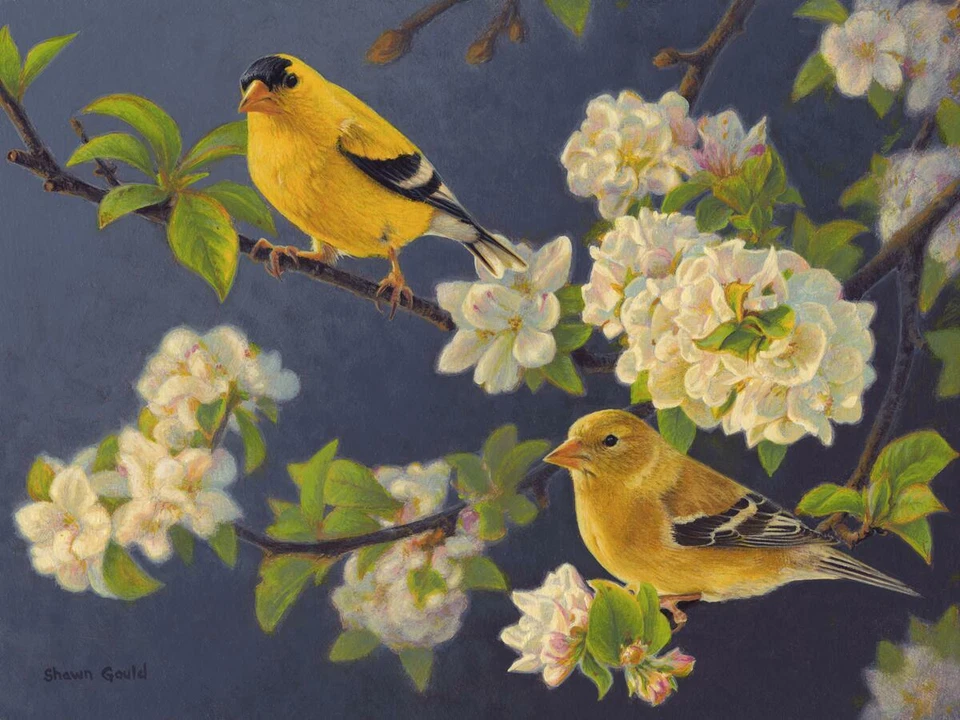 Ceramic Tile Mural Kitchen Backsplash - Orchard Finches - Bird Floral Flowers - Image 1 of 1