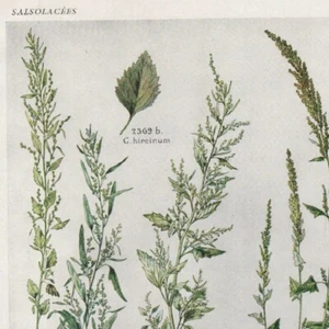 Chenopodium Pl 516 - Plante Flore - Gravure de presse 1930 - Picture 1 of 2