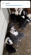 cuccioli di border collie già svezzati