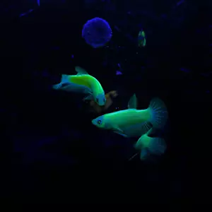 Pure Neon Female Betta Fish (New) - Picture 1 of 6